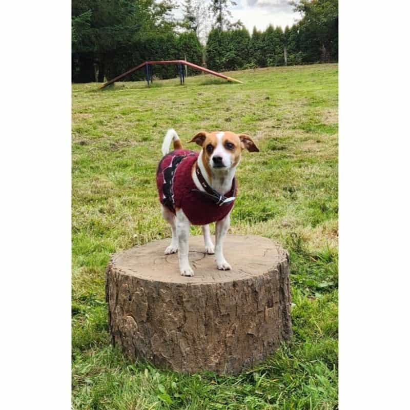 NatureDog Little Stump Jump